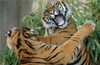 Tigress Bunty succumbs to injuries at Pilikula